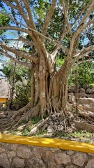 Ficus crassinervia