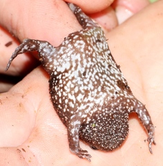Breviceps acutirostris