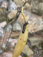 Danaus gilippus