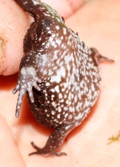 Breviceps acutirostris