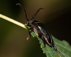 Prionus laticollis