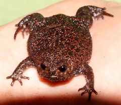 Breviceps acutirostris
