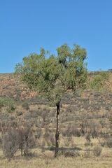 Corymbia opaca