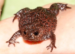 Breviceps acutirostris