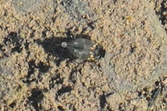 Leconectes striatellus