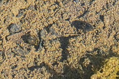 Leconectes striatellus