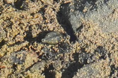 Leconectes striatellus