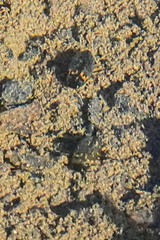 Leconectes striatellus