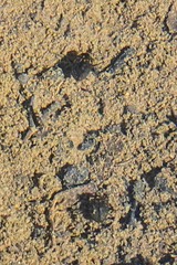 Leconectes striatellus