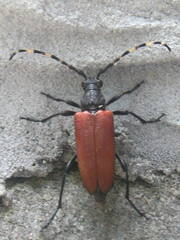 Stictoleptura canadensis
