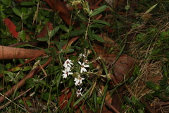 Olearia phlogopappa