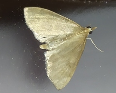 Udea accolalis