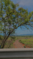 Leucaena pulverulenta