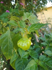 Capsicum chinense