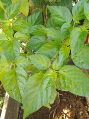 Capsicum chinense