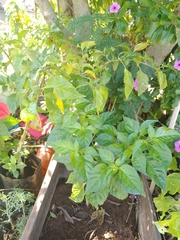 Capsicum chinense
