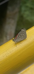 Diaethria