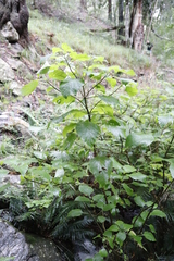 Plectranthus fruticosus