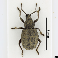 Otiorhynchus porcatus