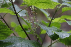 Plectranthus fruticosus