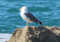 Larus armenicus