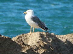 Larus armenicus