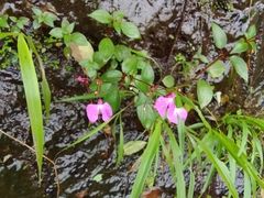 Impatiens viscosa