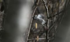 Poecile palustris