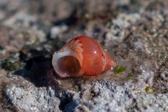 Tricolia pullus