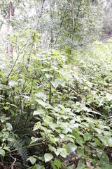 Plectranthus fruticosus
