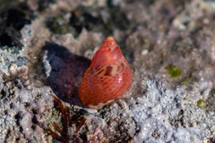 Tricolia pullus