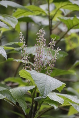 Plectranthus fruticosus
