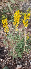 Crotalaria dissitiflora