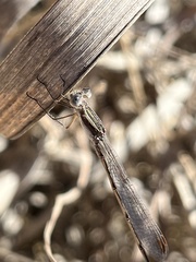 Lestes alacer