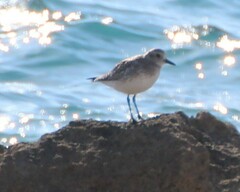 Pluvialis squatarola