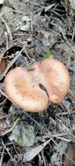 Armillaria cepistipes