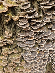 Trametes versicolor