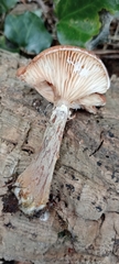 Armillaria cepistipes