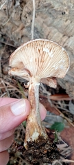 Armillaria cepistipes