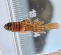 Priolepis boreus