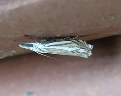 Crambus lathoniellus