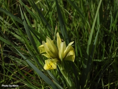 Iris grant-duffii