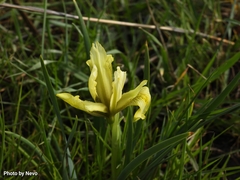 Iris grant-duffii