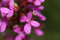 Stylidium armeria