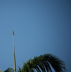 Tyrannus dominicensis