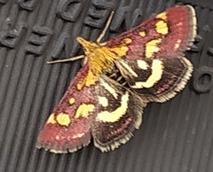 Pyrausta purpuralis