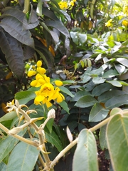 Senna viarum