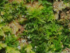 Diphyscium mucronifolium