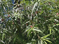 Podocarpus salignus