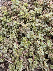 Coleus prostratus